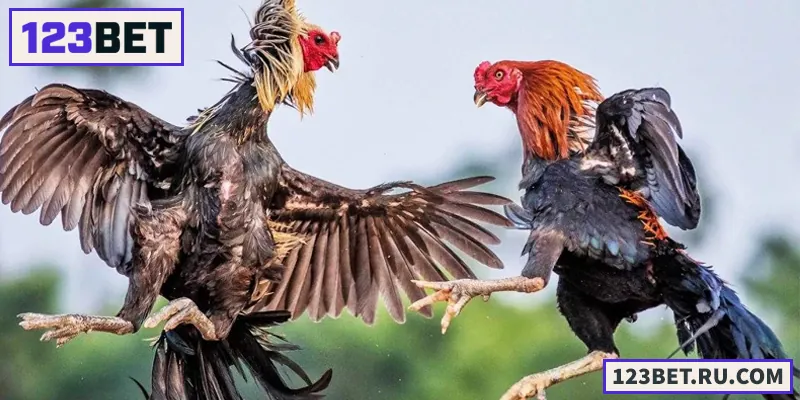 Đá Gà Đòn – Sân Chơi Hấp Dẫn Cho Người Yêu Thích Gà Chọi Đá Gà Đòn – Sân Chơi Hấp Dẫn Cho Người Yêu Thích Gà Chọi