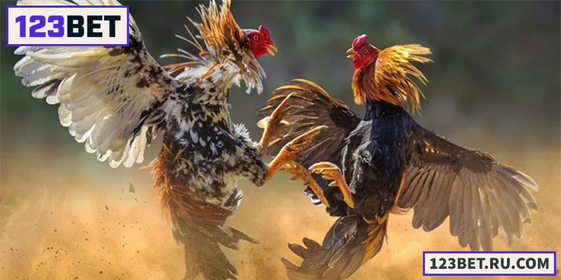 Khám phá đá gà 123BET với những trận đấu mãn nhãn và kèo cược siêu hấp dẫn