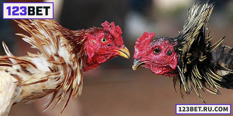 Đá Gà Thomo – Trường Gà Uy Tín Bậc Nhất Xứ Campuchia Khám phá sự kịch tính và chiến thuật đỉnh cao cùng Đá Gà Thomo