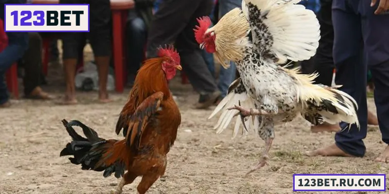 Đá Gà Đòn – Sân Chơi Hấp Dẫn Cho Người Yêu Thích Gà Chọi Khám phá thế giới Đá Gà Đòn – nơi chiến thuật và kỹ năng tạo nên chiến thắng đỉnh cao