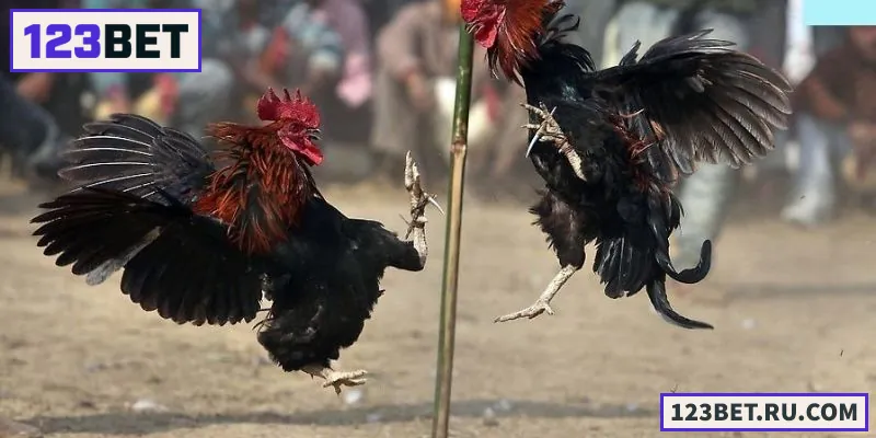 Đá Gà Tre – Sân Chơi Chọi Gà Truyền Thống Cho Người Việt Khám phá thế giới Đá Gà Tre – kịch tính, đam mê và hấp dẫn từng phút